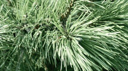 Green branches of a pine tree close-up, short needles of a coniferous tree on a green background