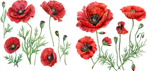 Red poppy flower watercolor illustration vector collection
