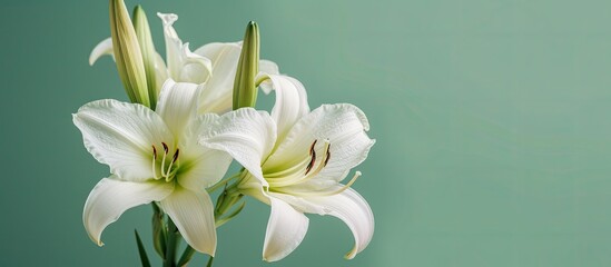 Two white daylily flowers are placed in a clear vase on a wooden table. The vibrant white petals stand out against the green background, creating a simple and elegant display.