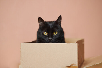 Cat in the box. Fluffy Surprise Peeking Out of a Playful Package