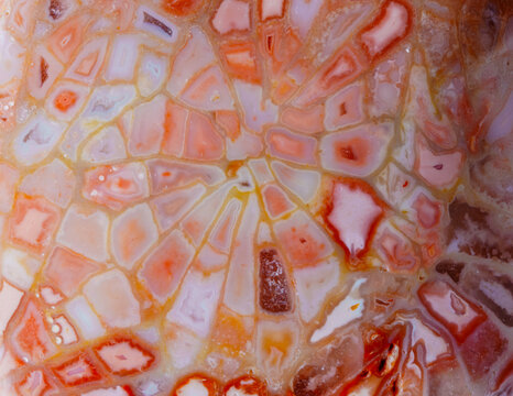 Spider web shape pattern of agatized fossil coral