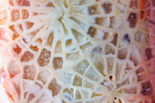 Spider web shape pattern of agatized fossil coral
