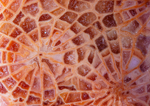 Spider web shape pattern of agatized fossil coral