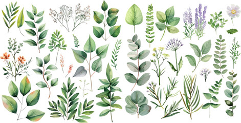 Vector Big Set watercolor elements - wildflower, herbs, leaf - obrazy, fototapety, plakaty