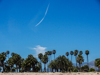 Palm trees at beach in California. Blue Sky
