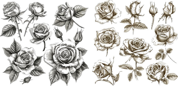 Flower set: highly detailed hand drawn roses