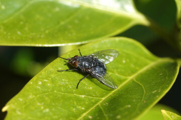 Close up blue blow fly, blue bottle fly Calliphora vicina, family blow flies (Calliphoridae) on a leaf of Japanese laurel (Aucuba japonica) in a Dutch garden. Spring, Netherlands, March