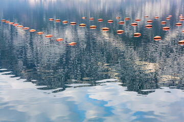 Orange oysters floats line calm waters of Kotor Bay, Montenegro, creating a pattern against the...