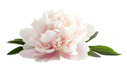 Delicate peony isolated on transparent background