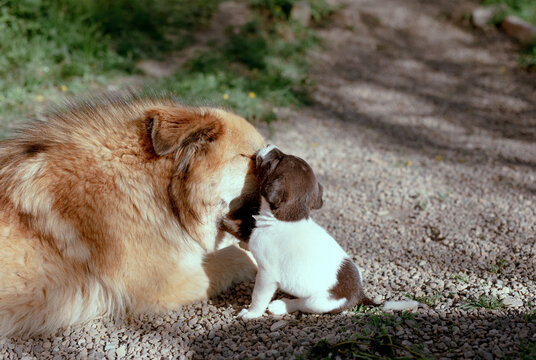 dog and puppy
