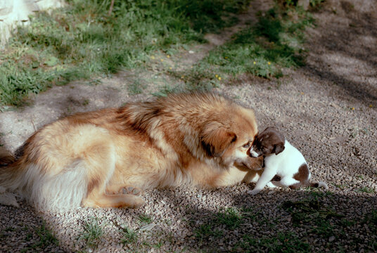 dog and puppy