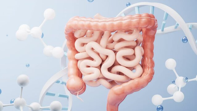 Intestinal tract with digestive health concept, 3d rendering.
