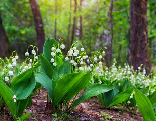 Zelfklevend Fotobehang Blooming lily of the valley flowers plants in spring may forest in natural background and Selective focus © OceanProd