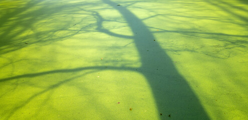 tree shadows on duckweed in forest pond - 751285614