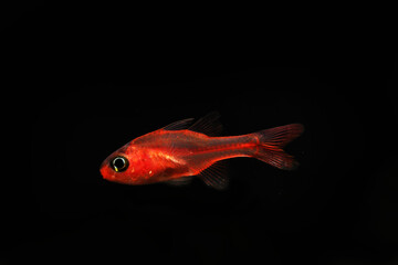 Ruby Cardinalfish or Little Red Cardinalfish (Apogon crassicepsis)