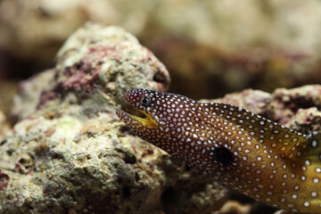 Juvenile Yellowmouth Moray (Gymnothorax nudivomer)