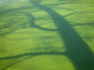 tree shadows on duckweed in forest pond - 751286000