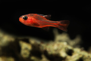 Ruby Cardinalfish or Little Red Cardinalfish (Apogon crassicepsis)	
