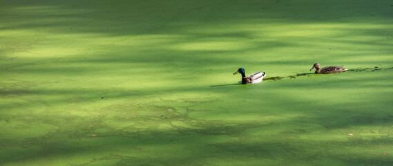 pair of wild ducks in green duckweed of forest pond in the netherlands - 751286233