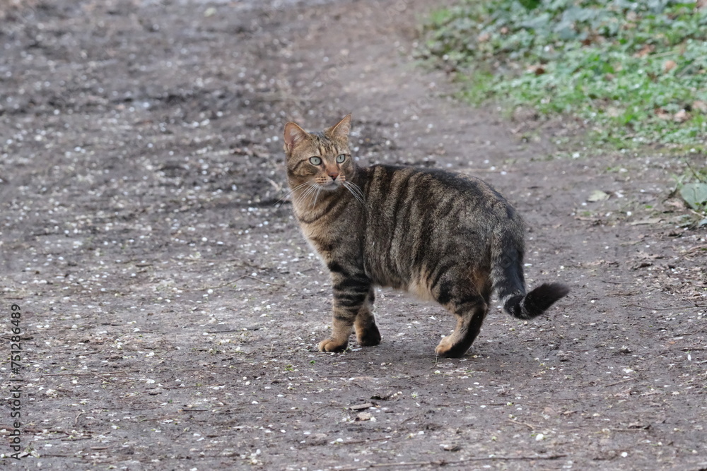 Sticker un chat sur un sentier