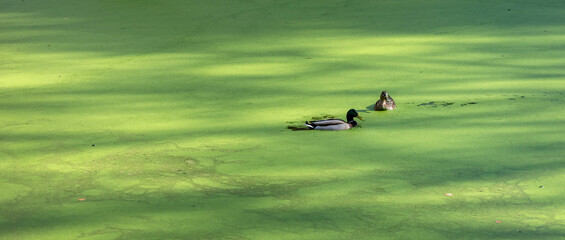 pair of wild ducks in green duckweed of forest pond in the netherlands - 751286440