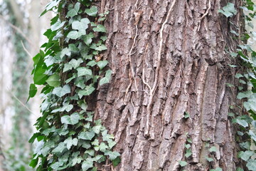 Tronc d'arbre et lierre