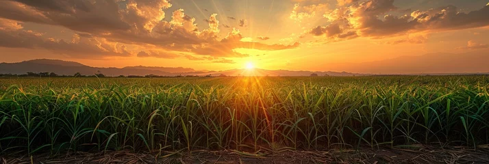 Fotobehang Sugarcane field and overcast sky at sunset large copy. Generative Ai © Planum