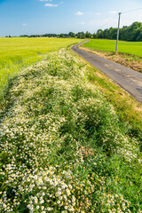 Route de campagne bordée par des graminées, matricaire, chénopode, herbe