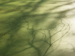 tree shadows on duckweed in forest pond - 751287207