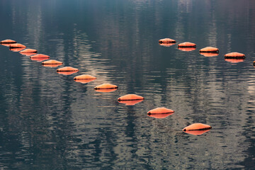 Orange mussel floats line calm waters of Kotor Bay, Montenegro, creating a pattern against the...