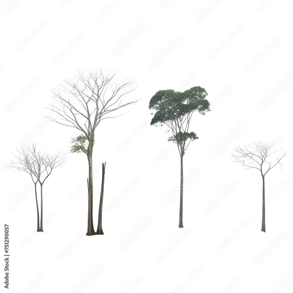 Poster a row of isolated trees of different species with different foliage colors and crown shapes, located