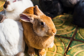 two rabbits in the garden