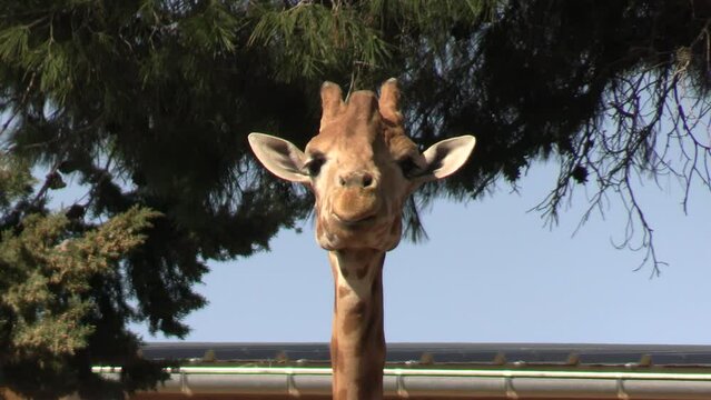 gros plan sur la t&ecirc;te d'une girafe