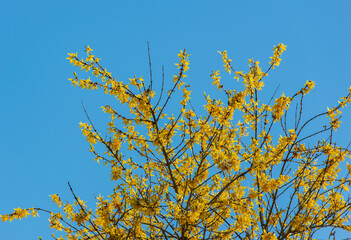 Gelbe Forsythienblüte zum Frühlingsanfang vor blauem Himmel