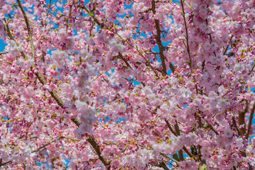 Kirschbaumblüte zum Frühlingsanfang vor blauem Himmel