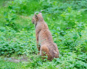 Luchs in freier Wildbahn auf einer gr&uuml;nen Wiese im Wald