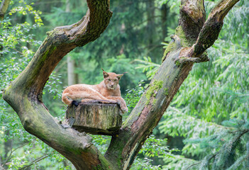 Luchs in freier Wildbahn auf einer grünen Wiese im Wald