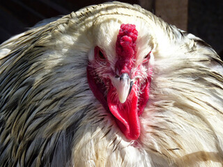 It seems you want me to analyze the provided image. Here's a 150-character title and 50 keywords based on the image: