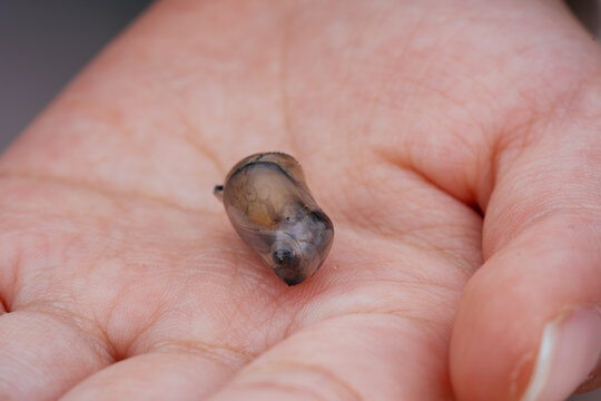 butterfly chrysalis