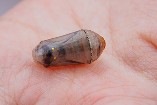 butterfly chrysalis