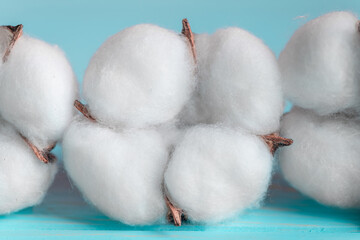 Cotton flowers close up, macro. Cotton is used for the production of fabrics, paper, natural floral background