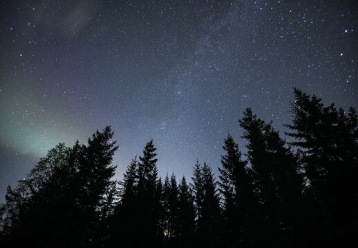 Fototapeta spruce trees under clear night sky with stars 