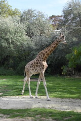 Obraz premium Girafe dans un zoo