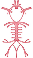 cerebral artery anatomy circle of Willis.