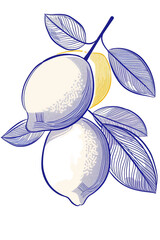 Lemon and leaf illustrations in hand-drawn style with fruit and citrus theme. PNG transparent background