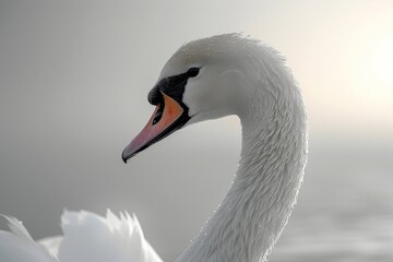 award winning photography of a swan