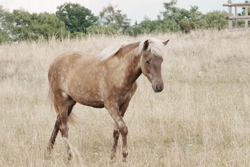 Young bright Iceland stallion in tall grass