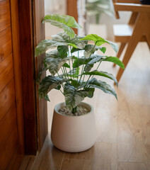 Small artificial green plants decoration in the restaurant or in the living room