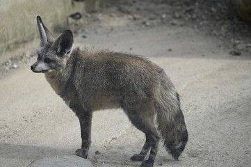 Fototapeta premium Animal de zoo