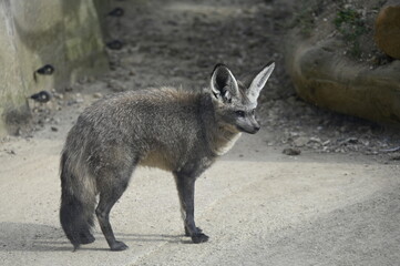 Fototapeta premium Animal de zoo